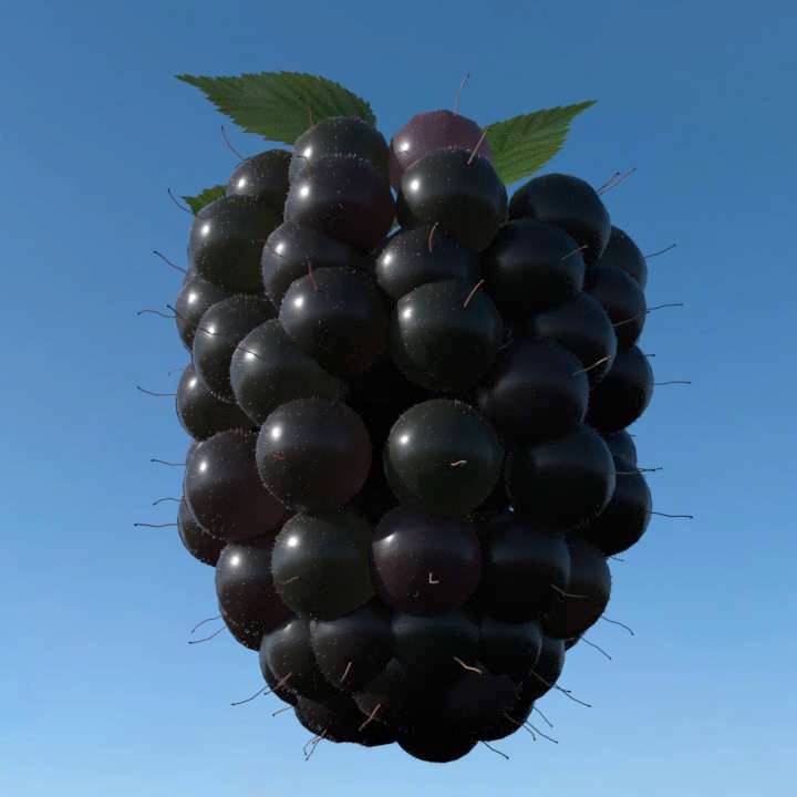 blackberries render